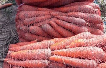 Продам моркву від 5 тон, Тернополь