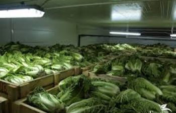 Продам пекінську капусту від 5 тон, Тернополь