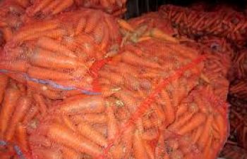 Продам моркву від 10 т, Хмельницкий
