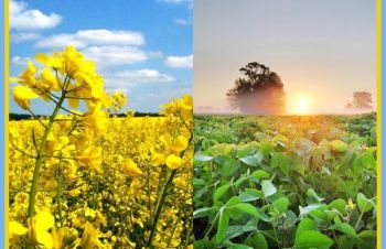 Купуємо: Ріпак та Сою без ГМО, Ужгород