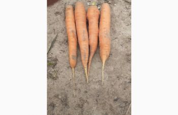 Продам моркву від виробника від 3 тонн, Луцк