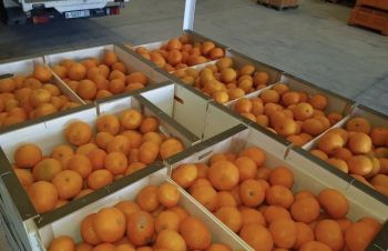 Закуповуємо мандарин оптом від 20 тон, Днепр