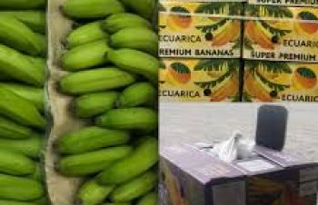 Купляємо банани зелені, газіровані оптом, Одесса