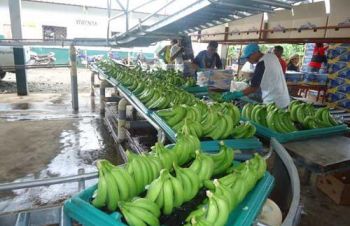Закуповуємо зелені банани оптом від 20 тон, газіровані, Днепр