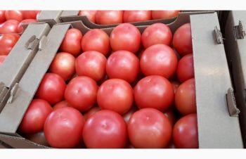 Купимо теплічні томати(помідори) оптом, Львов