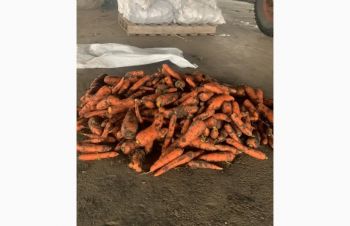 Продам морковь 2 сорт, Днепр