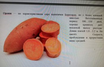 Батат оранжевых сортов рассада и клубни маточные 25 грн, Чернигов