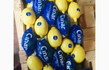 Продам лимон оптом від 5 тон, Одесса