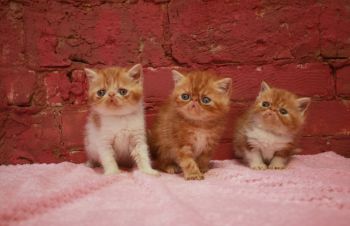Яркие экзотические короткошерстные котята. Резервирование, Киев