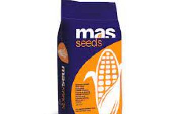 Насіння кукурудзи МАС 24.Ц ФАО 280 &mdash; MAS 24.C MAS Seeds, Кропивницкий