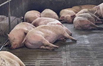 Реалізуємо свиней живою вагою (190+ кг), Оратов