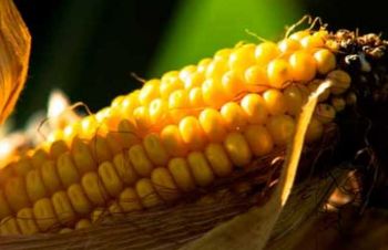 Семена кукурузы Хотин, ФАО 280, Синельниково