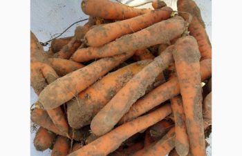 Продам морковь на бюджет или переработку, Львов