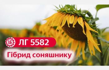 Насіння соняшнику ЛГ 5582 (LG 55.82) Limagrain, Кропивницкий