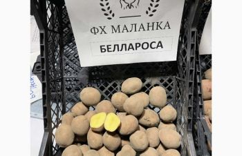 Белароса картопля (ранній) 1 репродукція, Винница