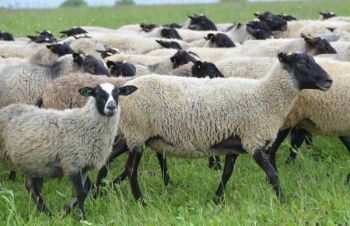 Продам овец баранов романовской породы на экспорт, Сквира