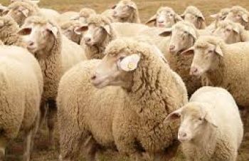 Куплю овец баранов ягнят на мясо, Белая Церковь