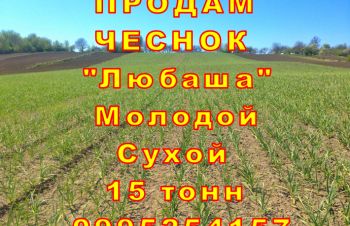 15 тонн ПРОДАМ ЧЕСНОК 2023 Любаша Молодой Сухой Товарный Озимый Оптом Часник Garlic, Киев