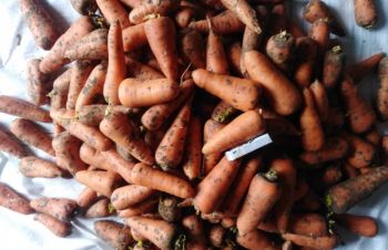 Реалізуємо моркву 2 сорту. великі об' єми, загрузка від 6 тон, Тернополь
