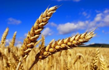 Продам озиму пшеницю Arvada, Запорожье